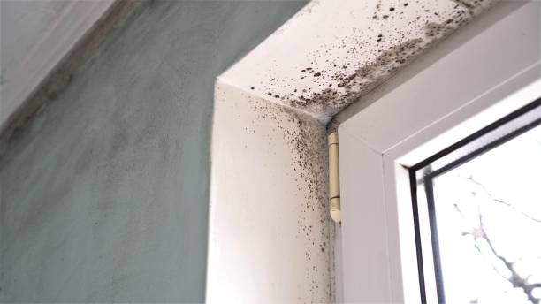 Best White Mold Remediation in Parkersburg, WV