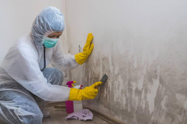 Best Health and Safety Mold Remediation in Parkersburg, WV