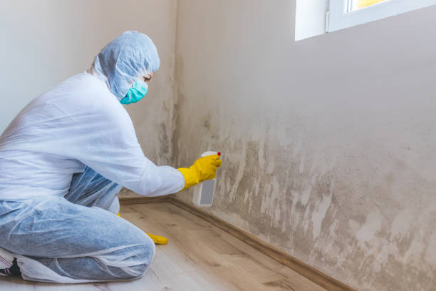 Best Emergency Mold Remediation in Parkersburg, WV