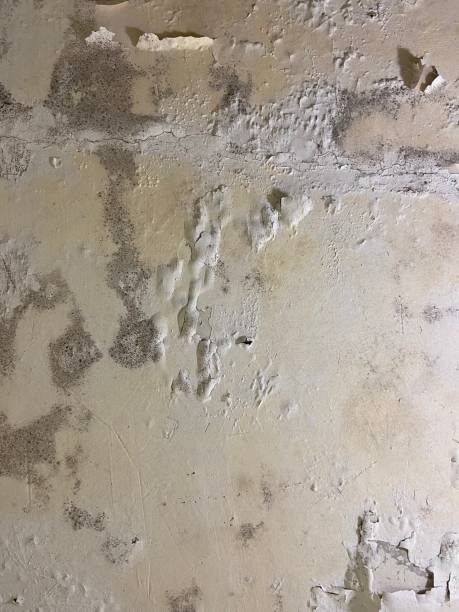 Best Crawl Space Mold Remediation in Parkersburg, WV