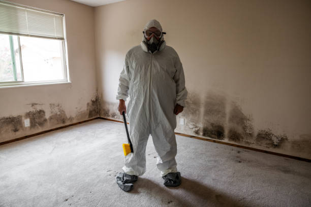 Best Black Mold Remediation in Parkersburg, WV