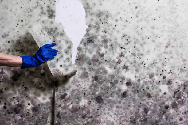 Best Kitchen Mold Remediation in Parkersburg, WV