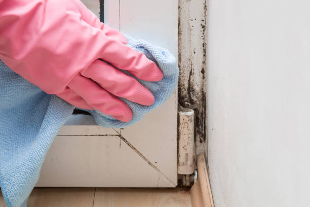 Best Industrial Mold Remediation in Parkersburg, WV