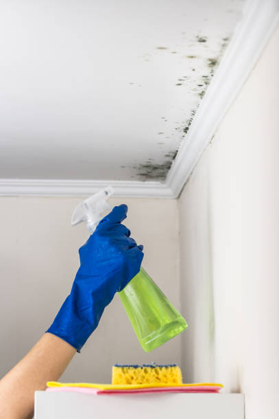 Parkersburg, WV Mold Remediation Company